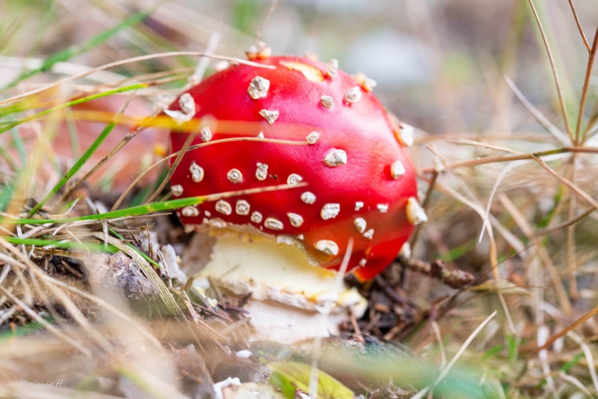 Quel est ce champignon ?