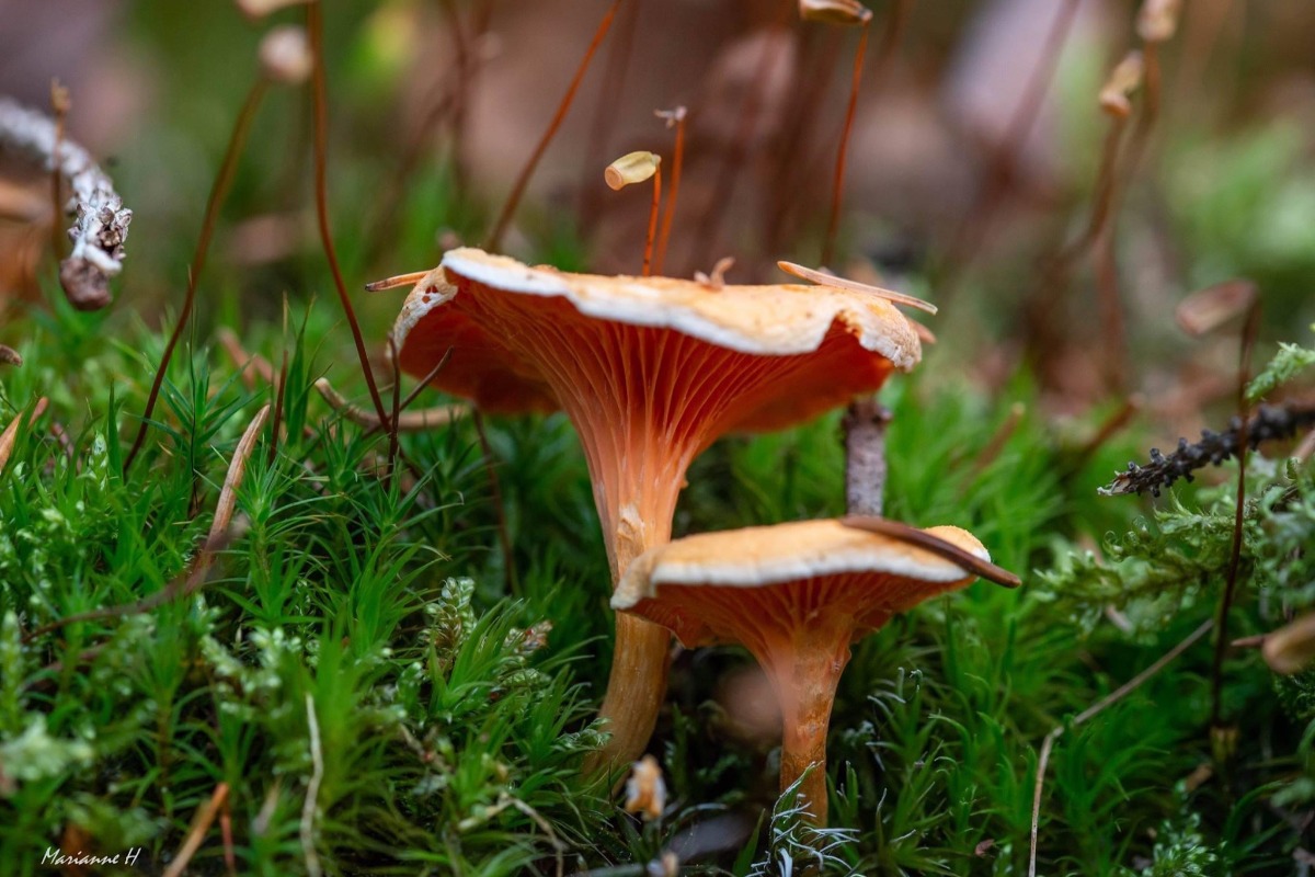 Quel est ce champignon ?