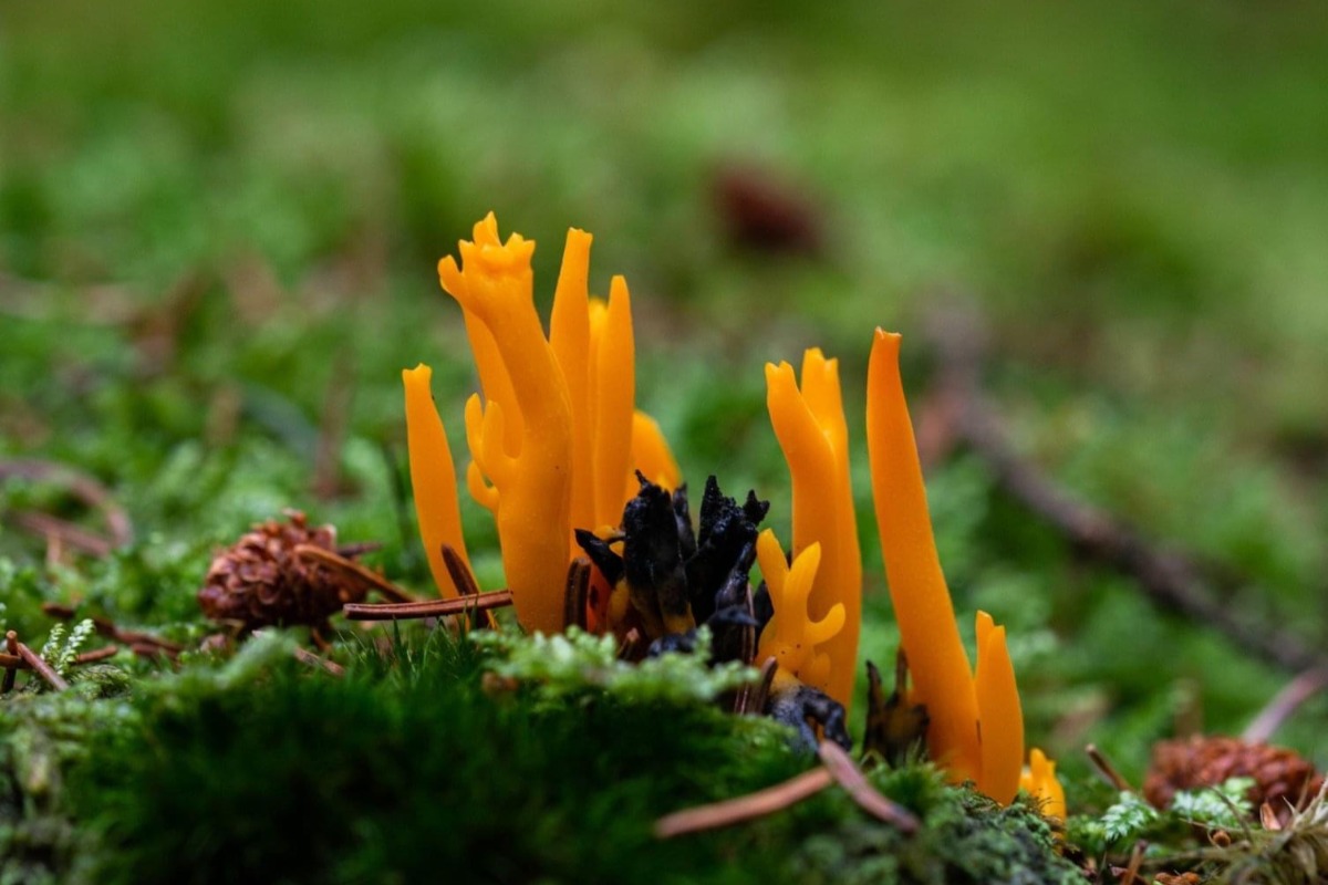 Morphologie du champignon, reconnaissance du champignon typique